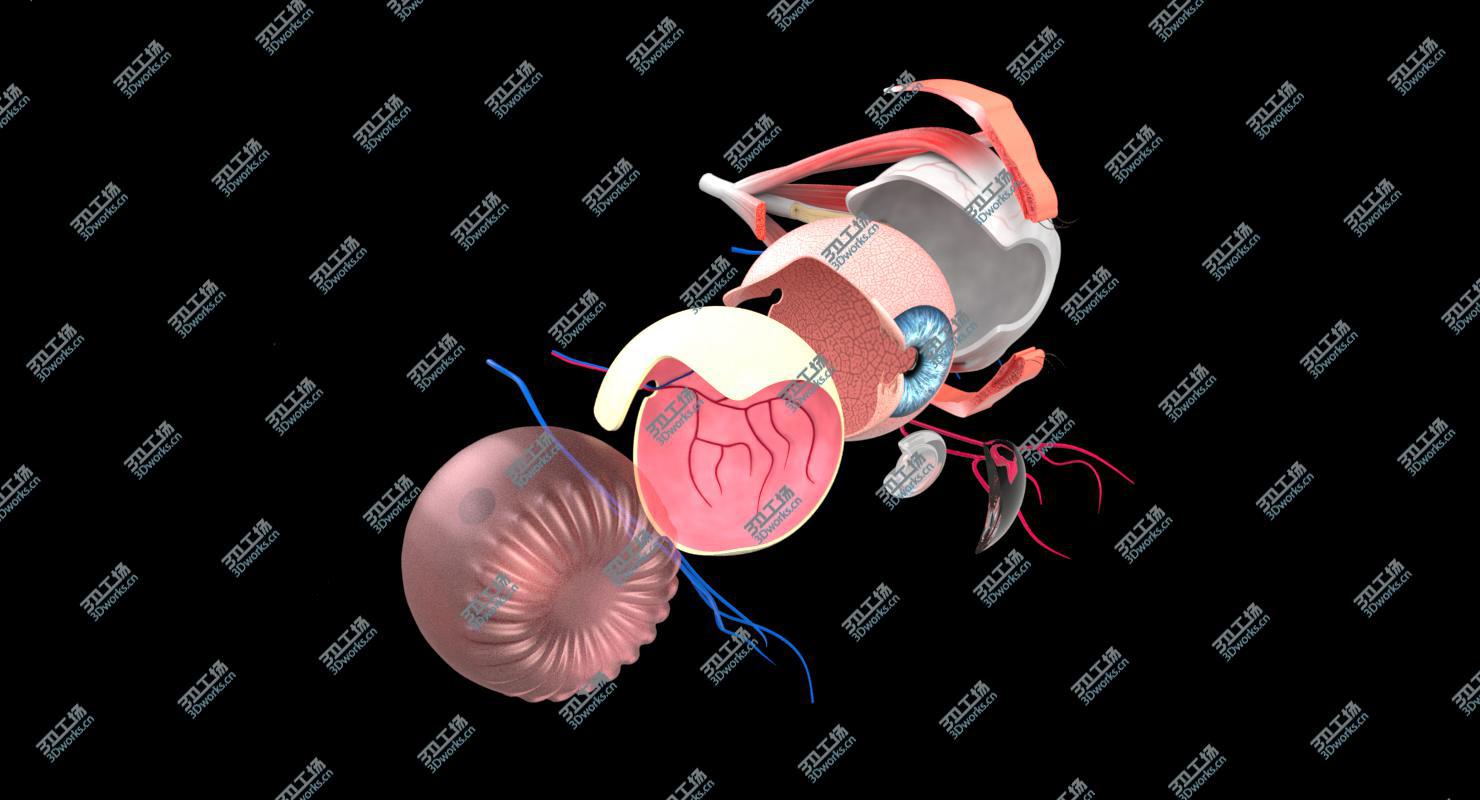 images/goods_img/20210319/3D Eye Anatomy Section/3.jpg